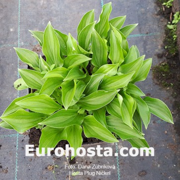 Hosta Plug Nickel - Eurohosta