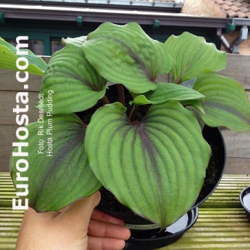 Hosta Plum Pudding