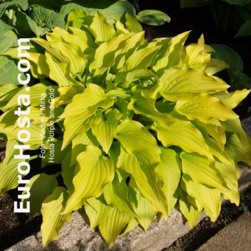 Hosta Purple and Gold