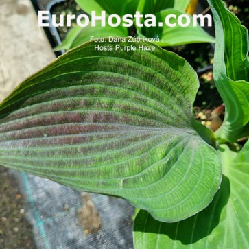 Hosta Plum Pudding