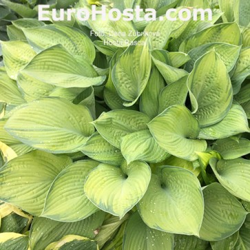 Hosta Rascal - Eurohosta