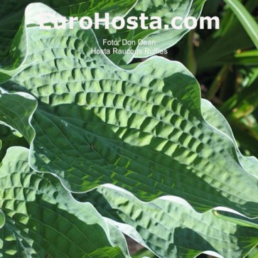 Hosta Raucous Ruffles