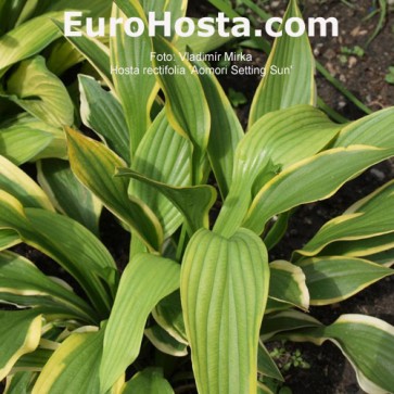 Hosta Jerzy