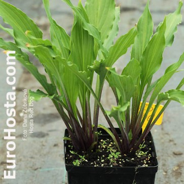 hosta red dog - eurohosta