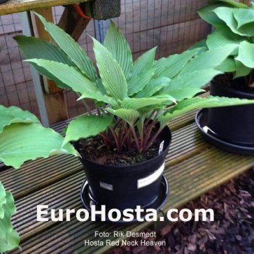 Hosta Plum Pudding