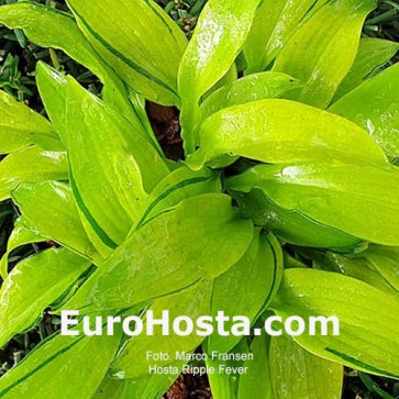 Hosta Ripple Fever | EUROHOSTA