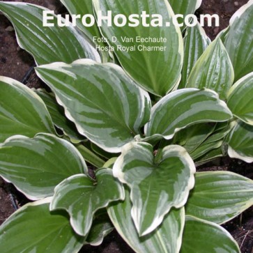 Hosta Royal Charmer