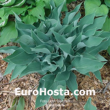 Hosta Salute - Eurohosta