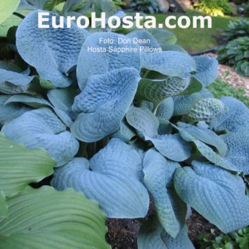 Hosta Sapphire Pillows