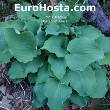 Hosta Plum Pudding