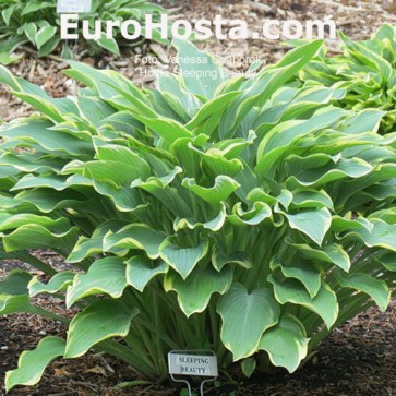 Hosta Sleeping Beauty - Eurohosta