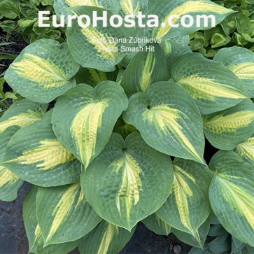 Hosta Smash Hit - Eurohosta