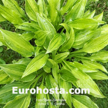 Hosta Geisha - Eurohosta