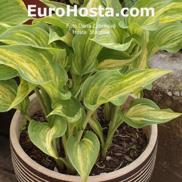 Hosta Stephen King