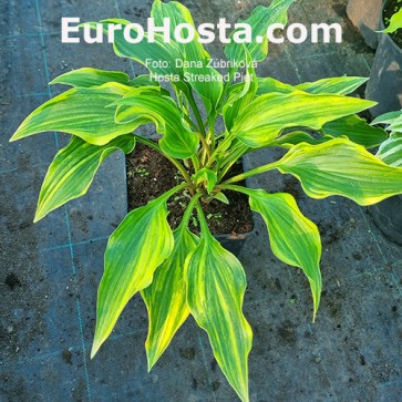 Hosta Streaked Piet | EUROHOSTA