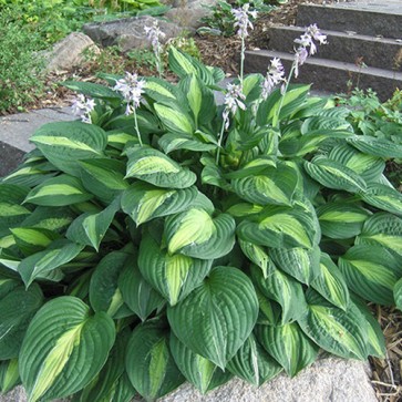 Hosta Striptease
