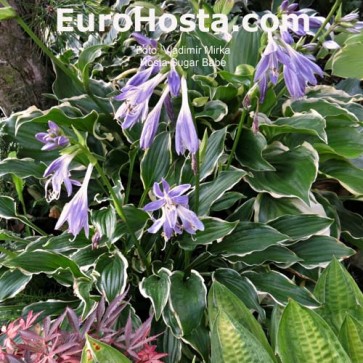 Hosta Plum Pudding