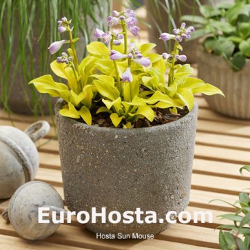 Hosta Plum Pudding