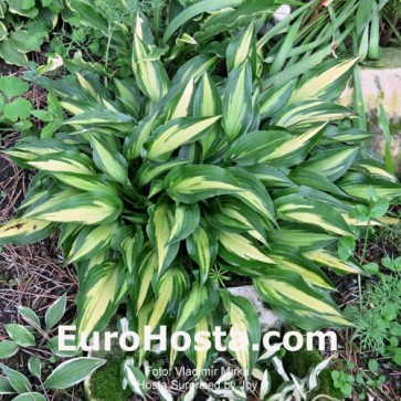 Hosta Golden Oriole