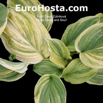 Hosta Plum Pudding