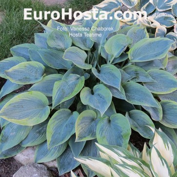 Hosta Teatime