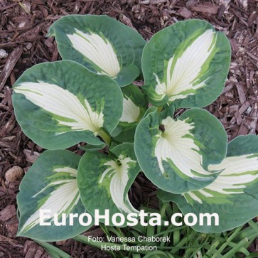 Hosta The Queen