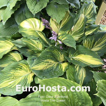 Hosta The Queen