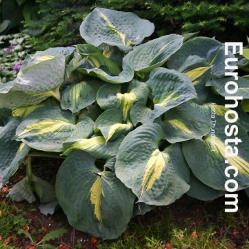 Hosta Golden Oriole