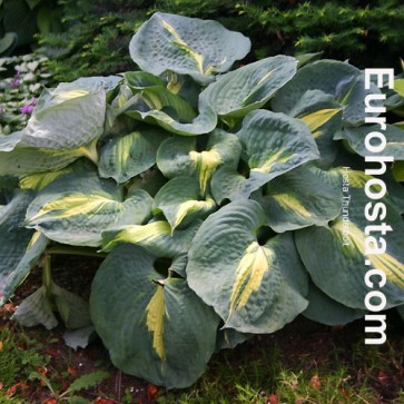 Hosta Golden Oriole