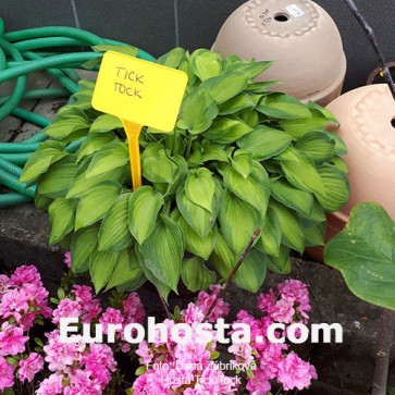 Hosta Tick Tock - Eurohosta