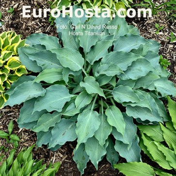 Hosta Ben Vernooij - Eurohosta