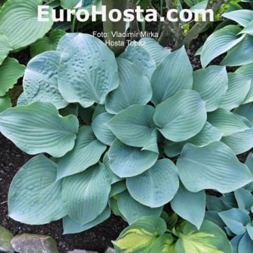 Hosta Plum Pudding