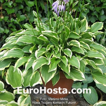 Hosta Lakeside Swan Pon