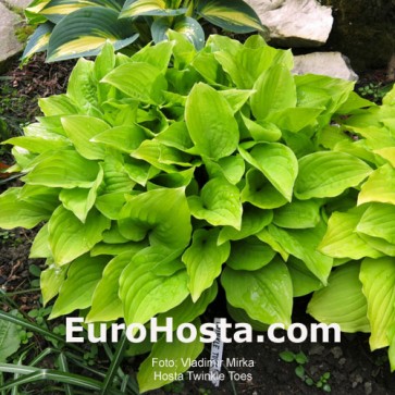 Hosta Twinkle Toes