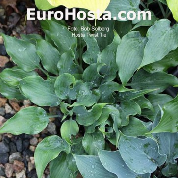 Hosta Twist Tie