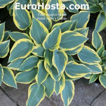 Hosta Riviera Sunset