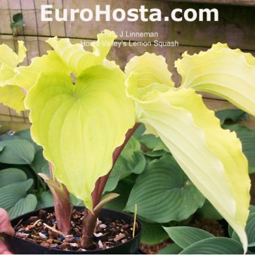 Hosta Plum Pudding