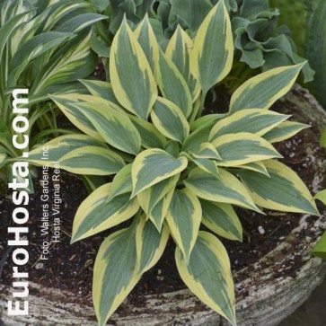 Hosta Plum Pudding