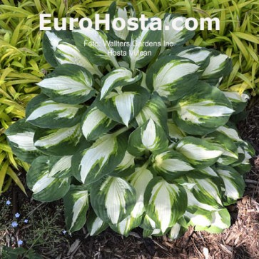 Hosta Ben Vernooij - Eurohosta