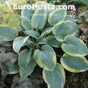 Hosta Ben Vernooij - Eurohosta