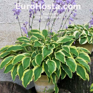 Hosta Plum Pudding