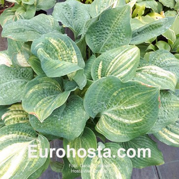 Hosta Plum Pudding