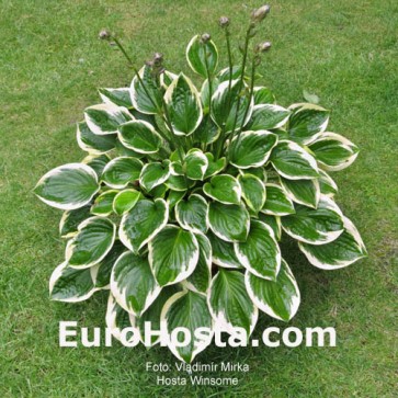 Hosta Winsome