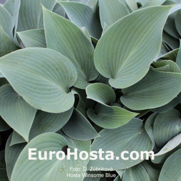 Hosta Plum Pudding