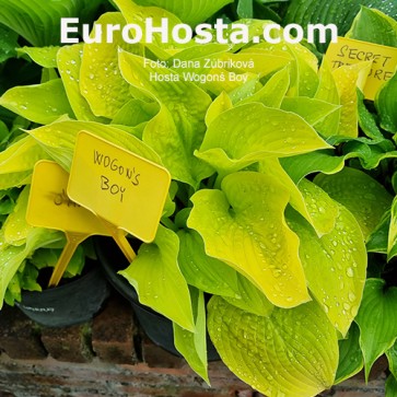 Hosta Wogon's Boy