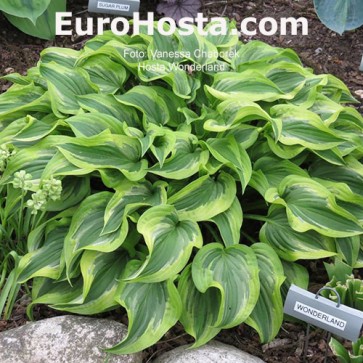 Hosta Ben Vernooij - Eurohosta