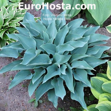 Hosta Plum Pudding