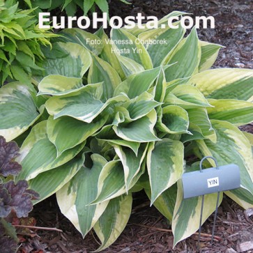 Hosta Ben Vernooij - Eurohosta