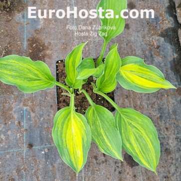 Hosta Zig Zag