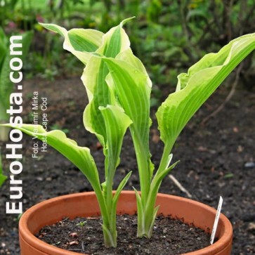 Hosta Plum Pudding